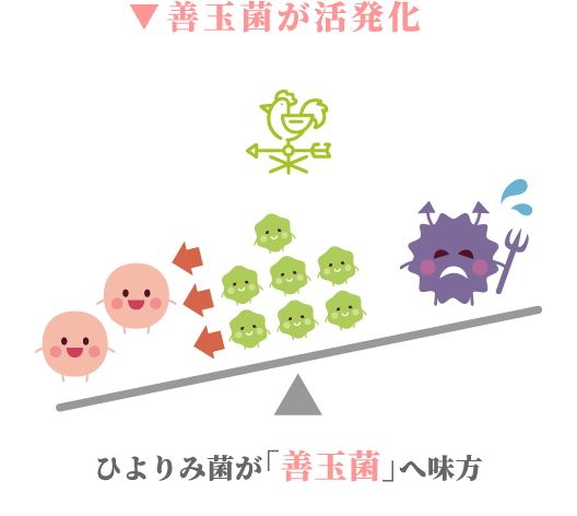善玉菌が活発化